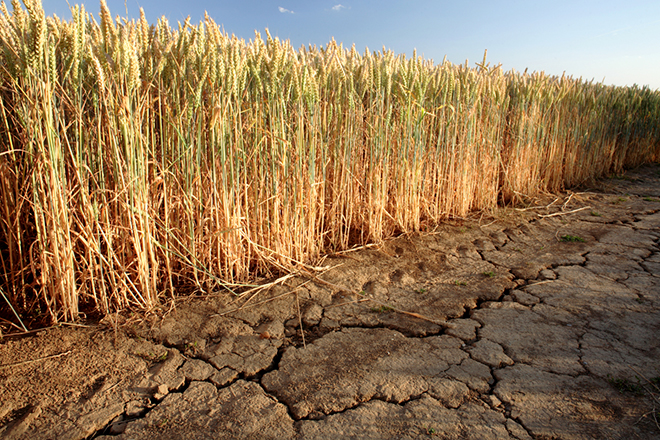 Wheat was built for a climate that no longer exists