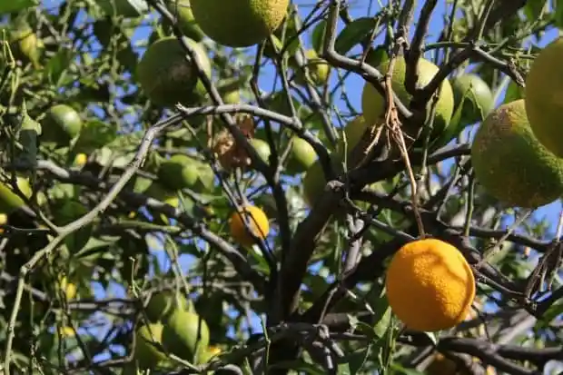 Oranges are failing under climate stress